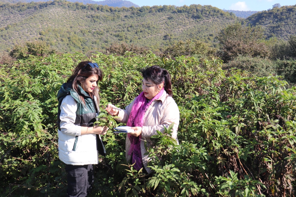 Dendrologiya İnstitutunun əməkdaşları Şəki, Zaqatala, Balakən rayonlarının təbii və mədəni dendroflorasının müasir vəziyyətini araşdırıblar