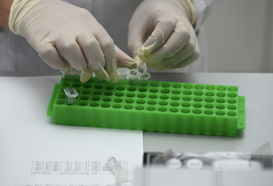 Bioadaptasiya laboratoriyasında buğdanın stresə davamlılığının öyrənilməsi istiqamətində mühüm tədqiqatlar aparılır