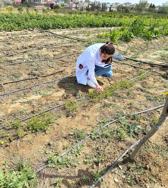 Söyüdvari akasiyanın Abşeron şəraitində toxumla çoxaldılması