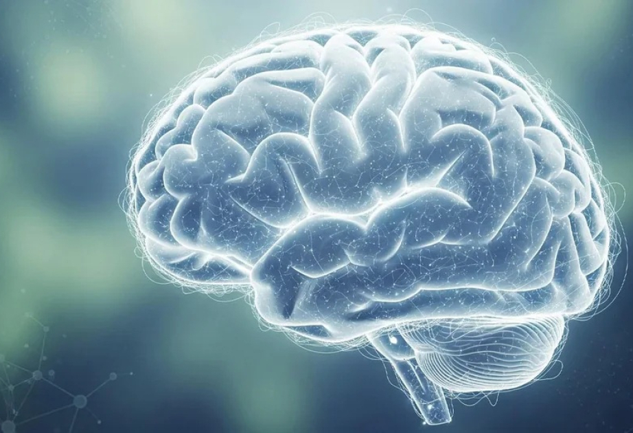 Çinli alimlər beyinin düşüncə və qavrayış arasında necə keçid etdiyini araşdırıblar