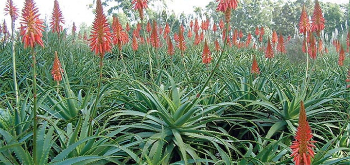 Aloe bitkisinin biomorfoloji xüsusiyyətləri və faydaları