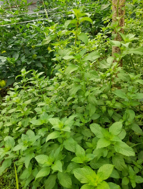 Dendrologiya İnstitutunda istiot nanəsinin biomorfoloji xüsusiyyətləri və tibbi əhəmiyyəti öyrənilib