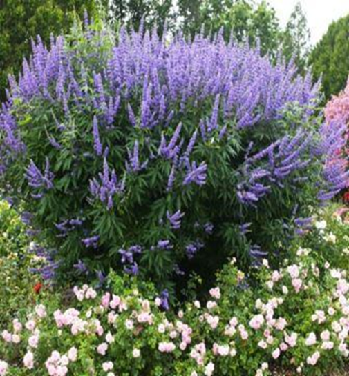 Vitex agnus-castus L. bitkisinin bioloji xüsusiyyətləri və  əhəmiyyəti