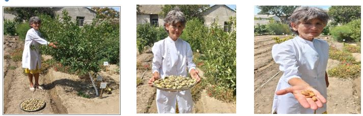 Azərbaycan şəraitində badamın Nonparel sortunun reintroduksiyası öyrənilib