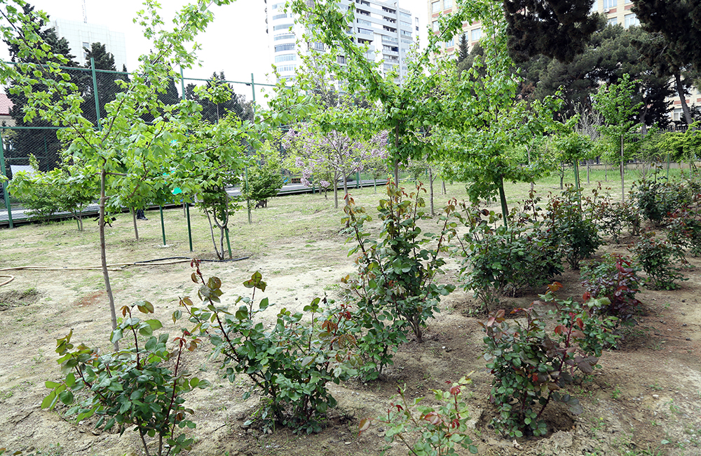 Akademik İsa Həbibbəyli AMEA-nın Nadir ağaclar parkına baxış keçirib