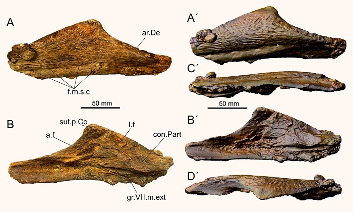 В Техасе обнаружены окаменелости целаканта мелового периода