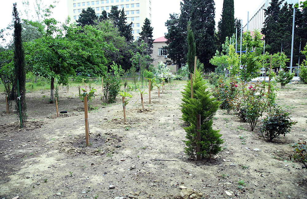 AMEA-nın Nadir ağaclar parkı müxtəlif gül növləri ilə zənginləşdirilib