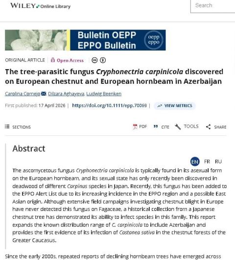 Böyük Qafqaz meşələrində yeni parazit göbələk növü aşkar edilib