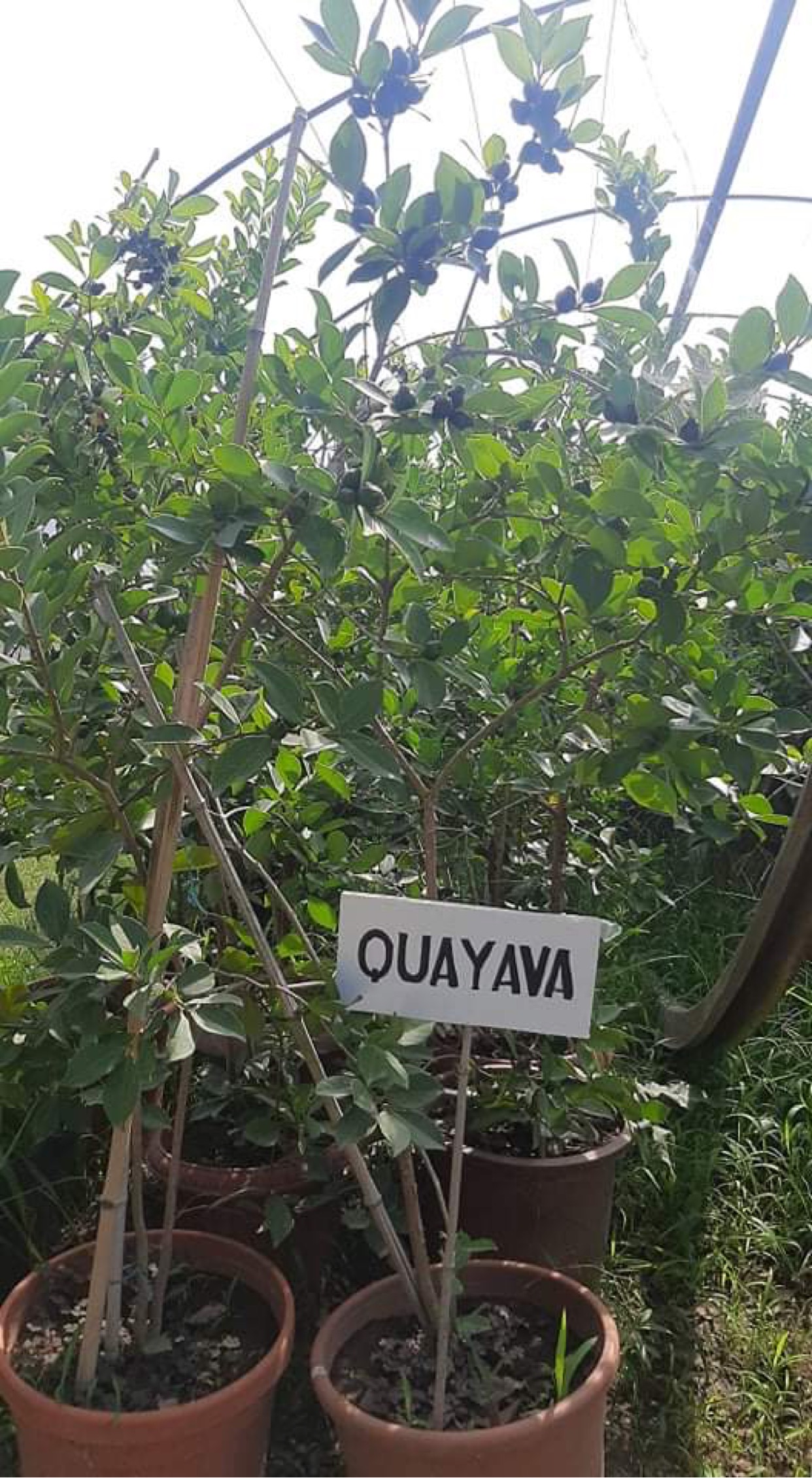 Lənkəran Regional Elmi Mərkəzində ən dəyərli tropik-subtropik meyvə-quayava bitkisi yetişdirilir