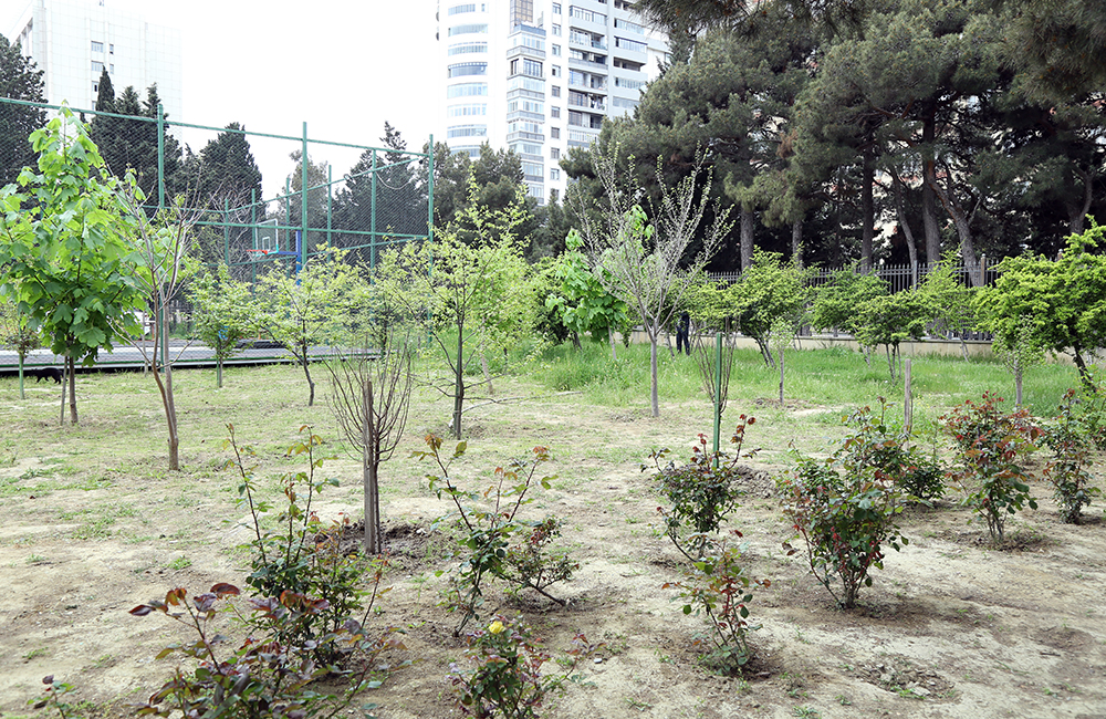 Akademik İsa Həbibbəyli AMEA-nın Nadir ağaclar parkına baxış keçirib