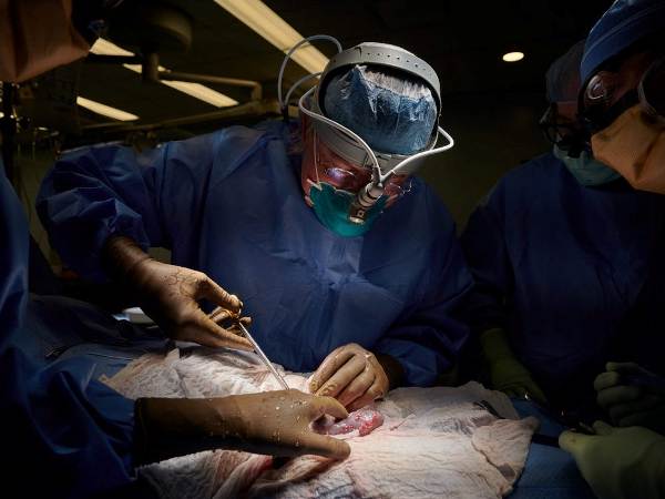 AMEA-nın müxbir üzvü Nuru Bayramov: “İnsana geni dəyişdirilmiş donuz böyrəklərinin köçürülməsi transplantasiyada yeni eranın başlanğıcıdır”