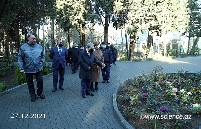 ANAS President, academician Ramiz Mehdiyev planted an oriental plane tree in the sycamore garden “Prezident Çinarlıgı”