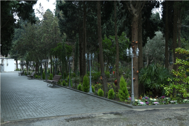 В Центральном ботаническом саду прошла акция по посадке деревьев в честь 60-летнего юбилея Президента Ильхама Алиева