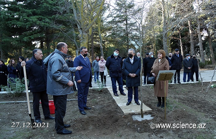 AMEA-nın prezidenti, akademik Ramiz Mehdiyev “Prezident çinarlığı”nda Şərq çinarı əkib