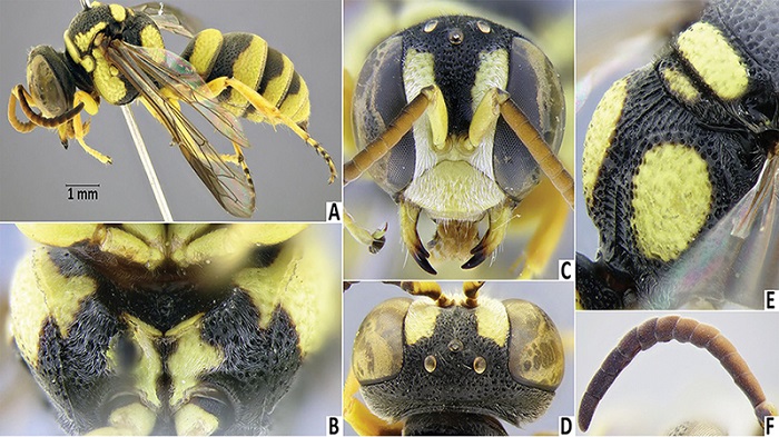 Naxçıvan faunasında dünya elmi üçün yeni arı növü aşkarlanıb